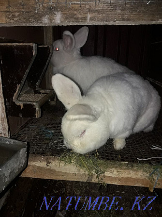 Sale of rabbits Shymkent - photo 6