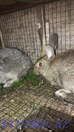 Sale of rabbits Shymkent - photo 3