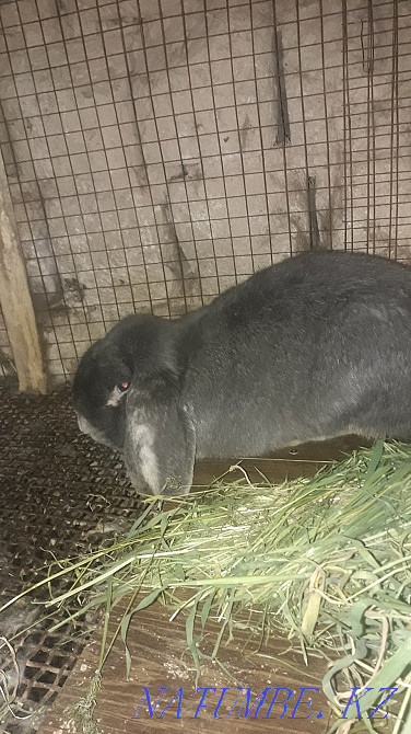 Қояндарды сату Шымкент - изображение 5