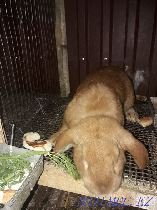 Қояндарды сату Шымкент - изображение 7