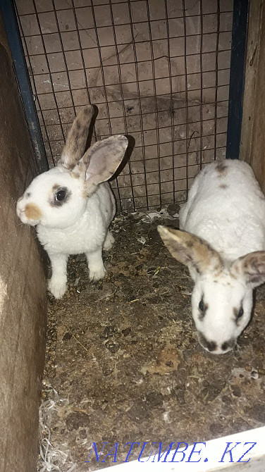 Қояндарды сату Шымкент - изображение 1