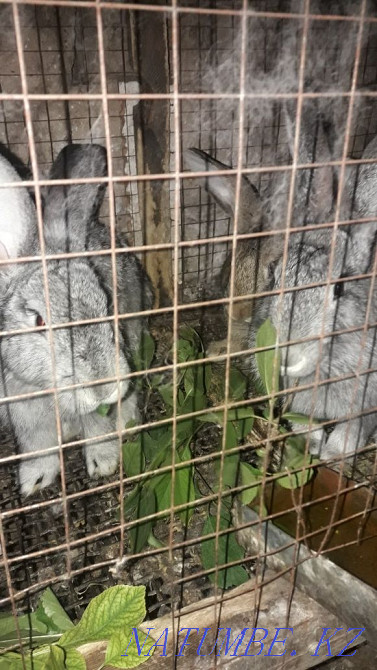 Қояндарды сату Шымкент - изображение 4