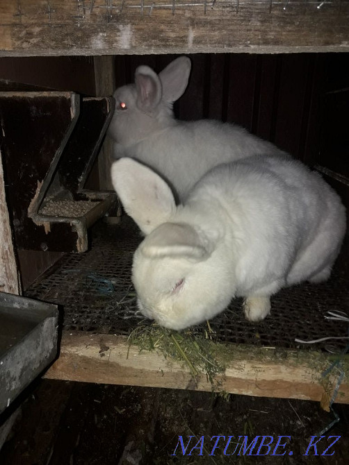 Қояндарды сату Шымкент - изображение 6