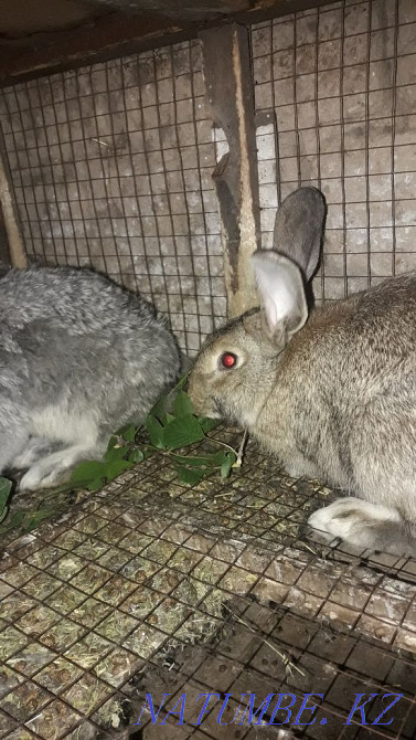 Қояндарды сату Шымкент - изображение 3