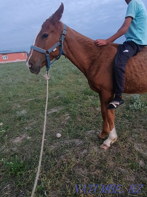 Ур?ашы тай полкуров  - изображение 3