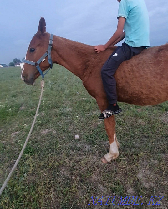 Ур?ашы тай полкуров  - изображение 4