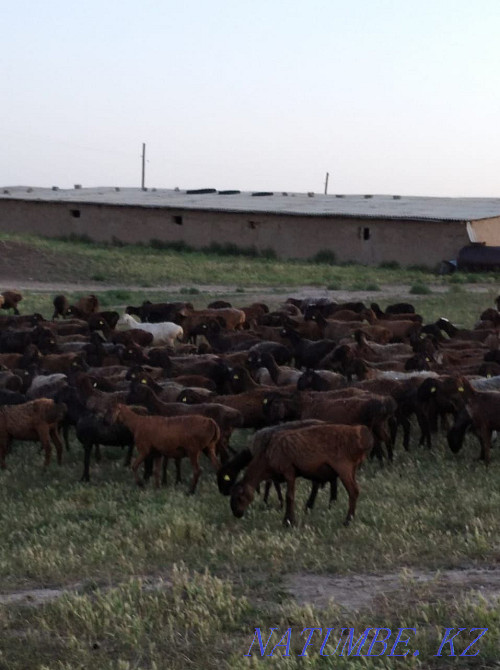 200бас Hissar pіshpe ?osh?arlar Шымкент - изображение 4