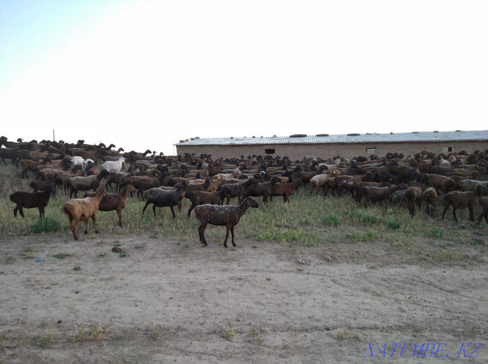 200бас Hissar pіshpe ?osh?arlar Шымкент - изображение 6