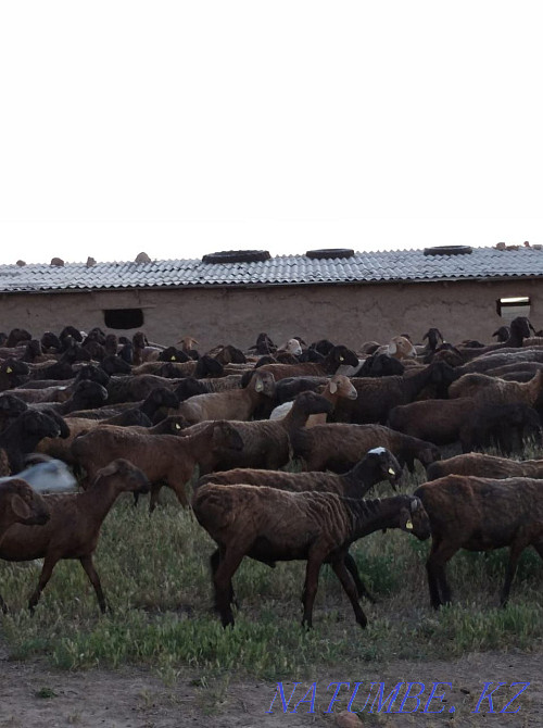 200бас Hissar pіshpe ?osh?arlar Шымкент - изображение 2