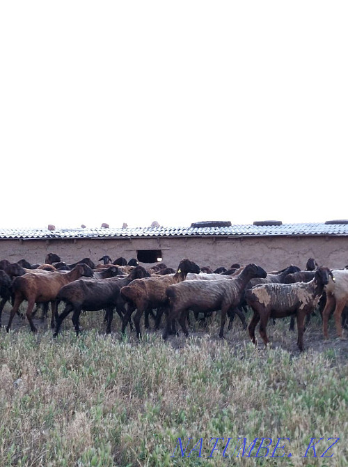 200бас Hissar pіshpe ?osh?arlar Шымкент - изображение 8