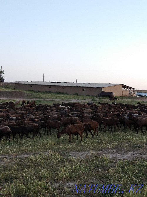 200бас Hissar pіshpe ?osh?arlar Шымкент - изображение 3