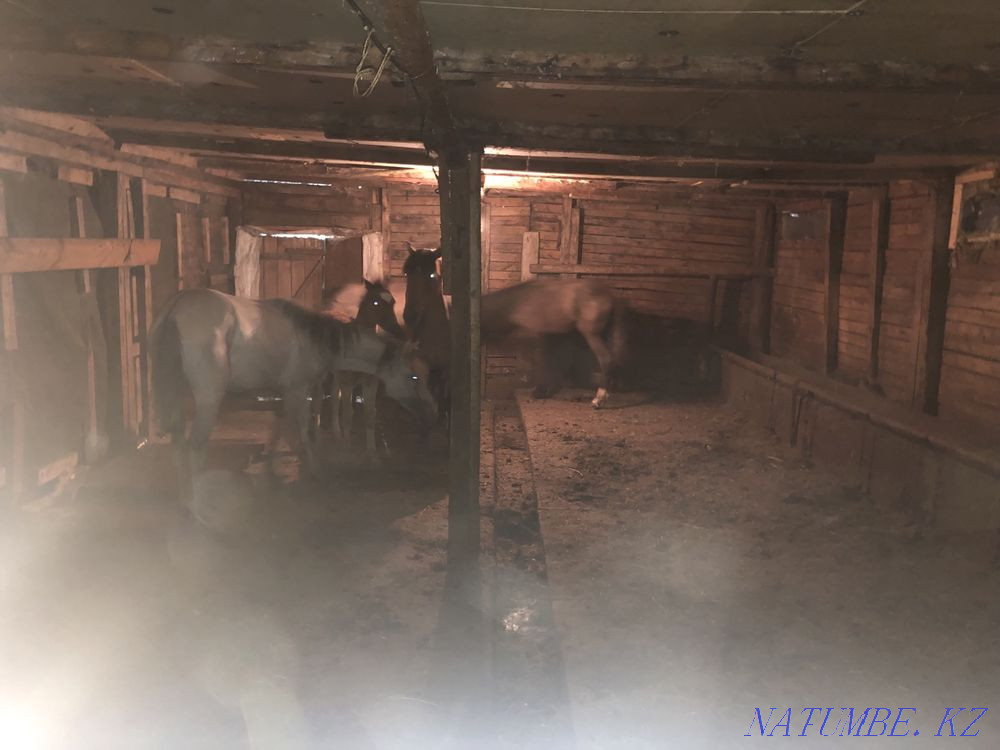I will sell horses Temirtau - photo 4