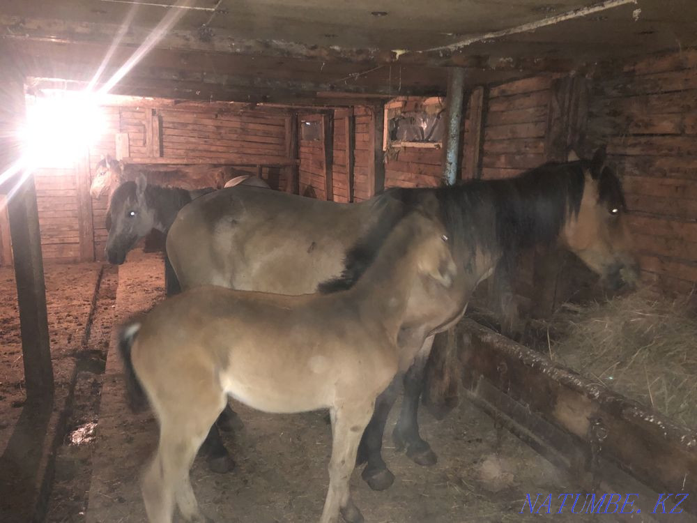 I will sell horses Temirtau - photo 2