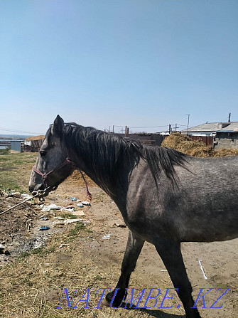 Stallion for sale Father English Arab  - photo 4