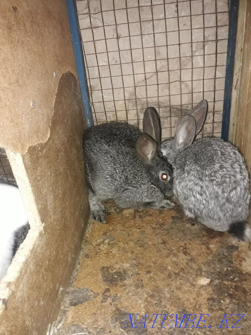 Қояндарды сату Шымкент - изображение 1