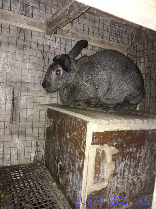 Қояндарды сату Шымкент - изображение 3