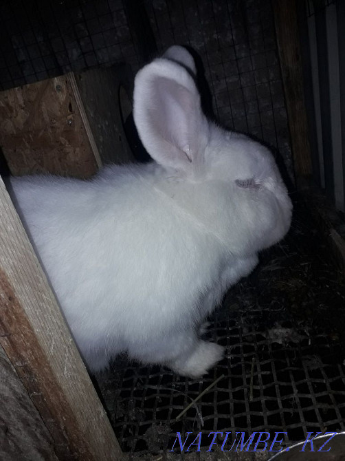 Қояндарды сату Шымкент - изображение 4