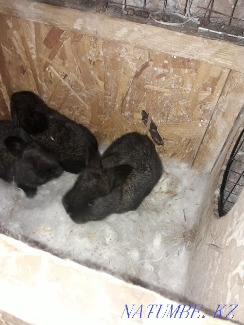 Қояндарды сату Шымкент - изображение 5