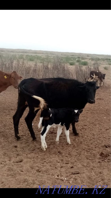 Сауын сиыр сатылады  - изображение 1