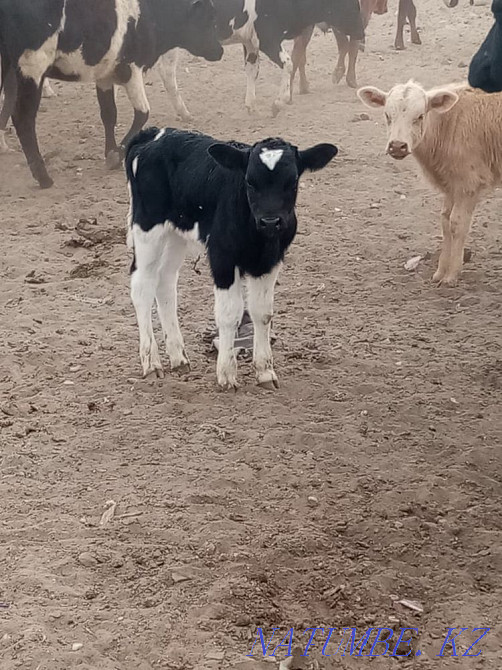 Сауын сиыр сатылады  - изображение 2