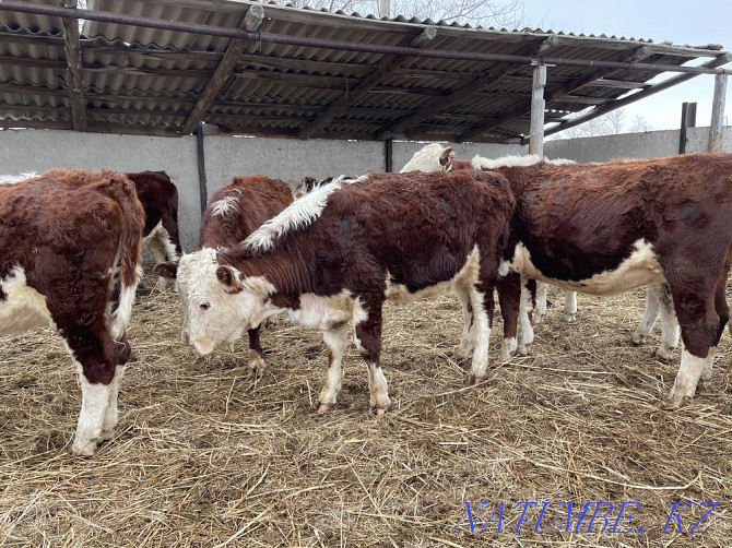 I will sell heifers of breeding Hereford with documents for subsidizing Pavlodar - photo 2
