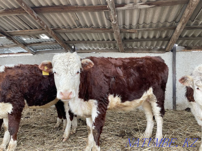 I will sell heifers of breeding Hereford with documents for subsidizing Pavlodar - photo 3