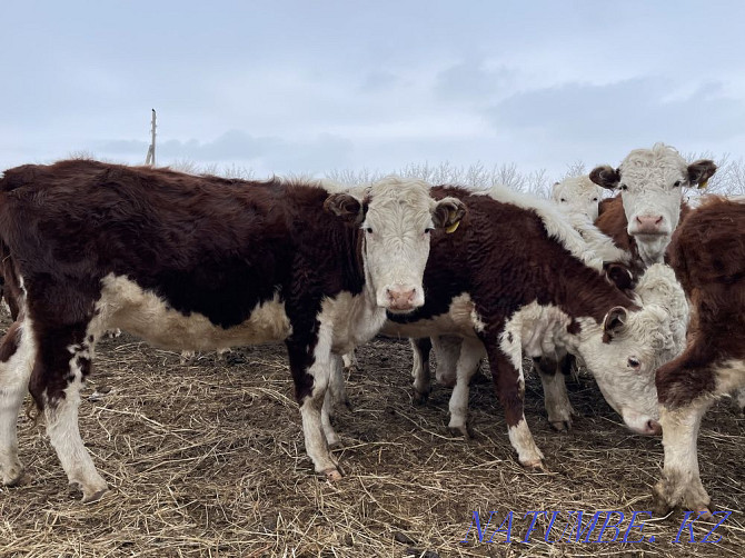 I will sell heifers of breeding Hereford with documents for subsidizing Pavlodar - photo 6