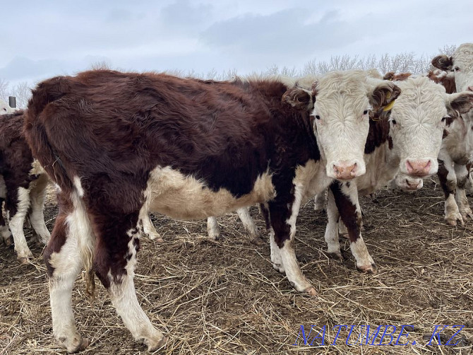 I will sell heifers of breeding Hereford with documents for subsidizing Pavlodar - photo 5