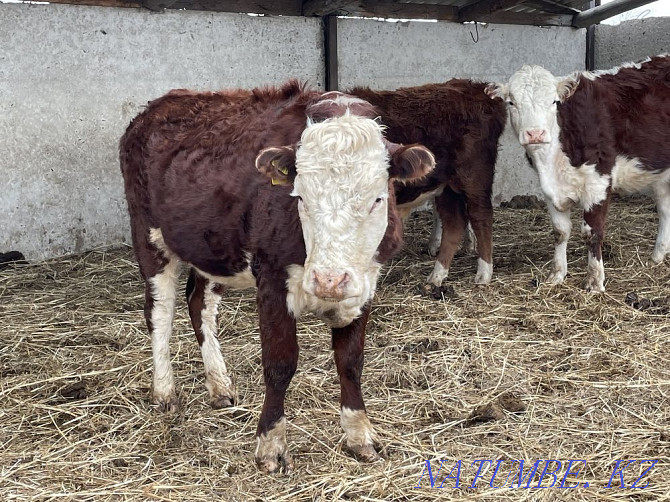 I will sell heifers of breeding Hereford with documents for subsidizing Pavlodar - photo 1