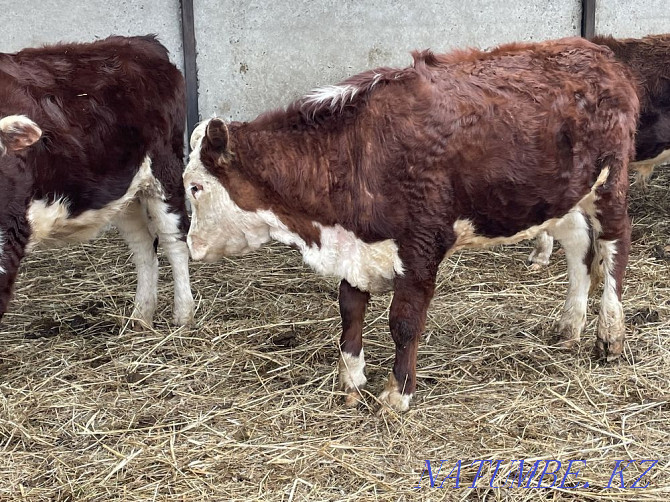 I will sell heifers of breeding Hereford with documents for subsidizing Pavlodar - photo 4