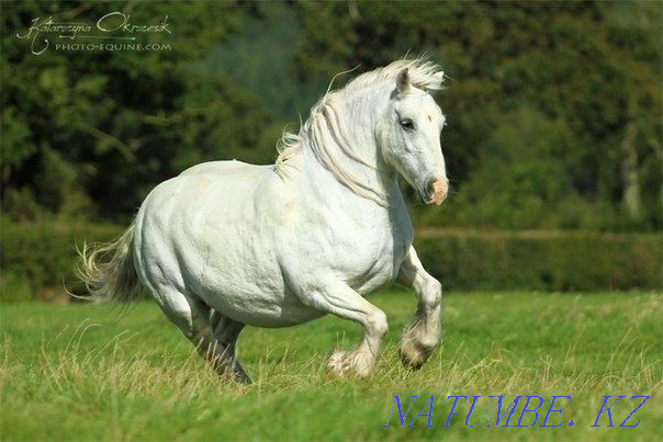 Fat horses for any event Astana - photo 1
