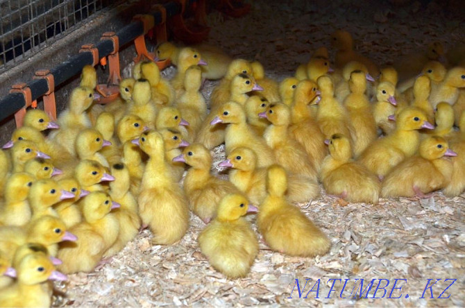 Ducklings mularda Petropavlovsk - photo 1