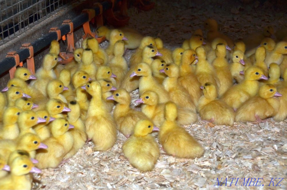 Үйректер муларда  Петропавл - изображение 1