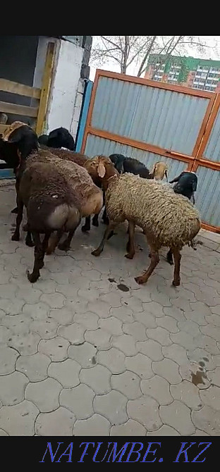 Sale of breeding cats Karagandy - photo 3