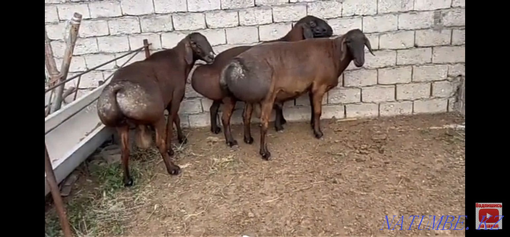 Sale of breeding cats Karagandy - photo 1