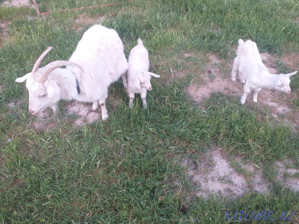 Sutti eshkiler laktarymen satylad Shymkent - photo 4