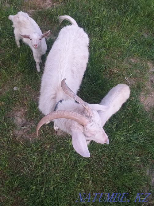 Sutti eshkiler laktarymen satylad Shymkent - photo 3