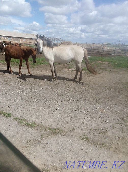 Ту бие айырбас ??лынды биеге  - изображение 1