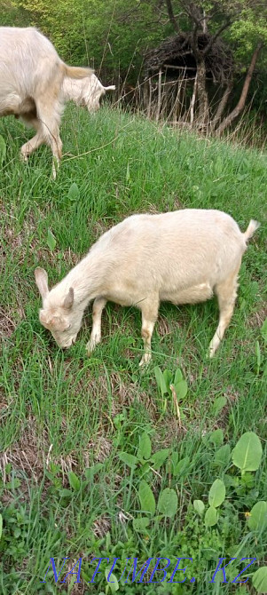 Продам козочку. Алматы - изображение 1