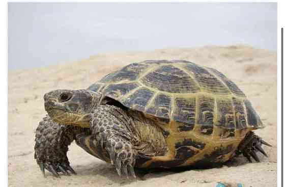 Сухопутная среднеазиатская черепаха Astana