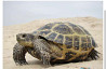 Сухопутная среднеазиатская черепаха Astana