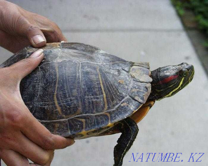 Красноухая черепаха Петропавловск - изображение 1