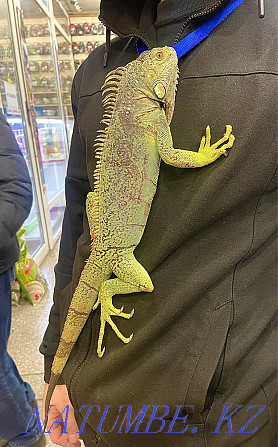 Green iguana in the pet store "LIVOY WORLD" Almaty - photo 2