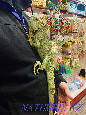 Green iguana in the pet store "LIVOY WORLD" Almaty - photo 3