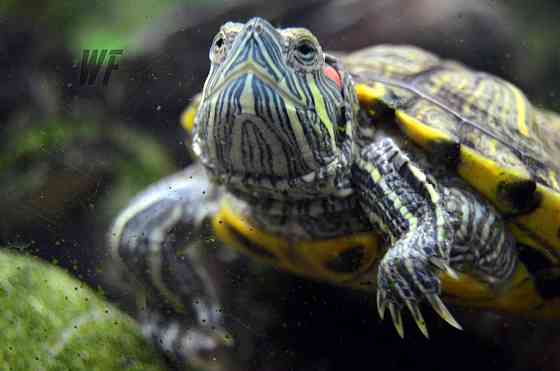 Красноухие черепахи-И нет они не коем боком не карликовыеИм нужен уход Шымкент