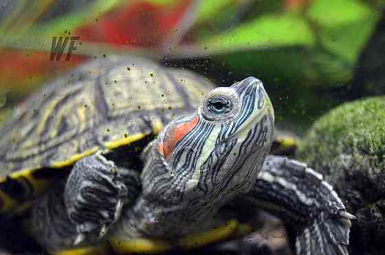 Красноухие черепахи-И нет они не коем боком не карликовыеИм нужен уход Shymkent