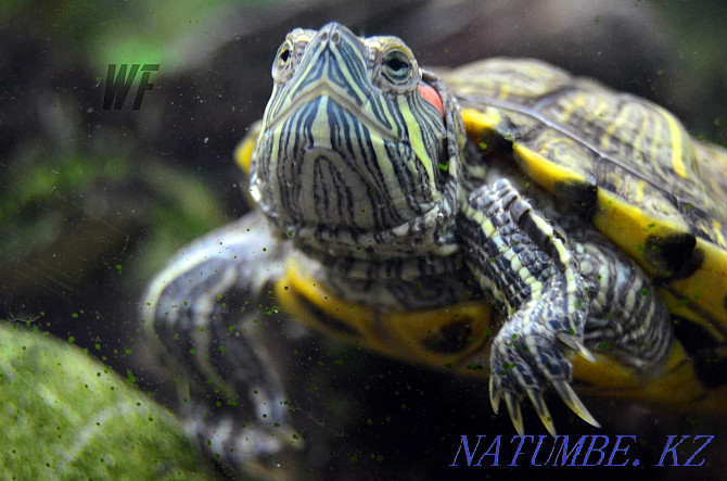 Red-eared turtles - And no, they are not dwarf in any way. They need care Shymkent - photo 1