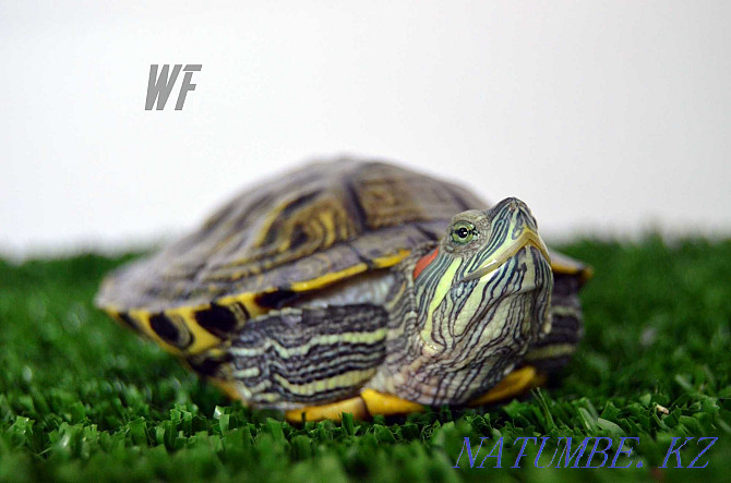 Красноухие черепахи-И нет они не коем боком не карликовыеИм нужен уход Шымкент - изображение 3