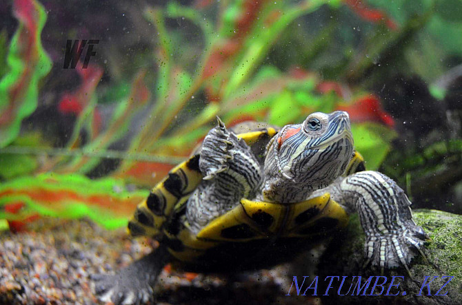 Red-eared turtles - And no, they are not dwarf in any way. They need care Shymkent - photo 4