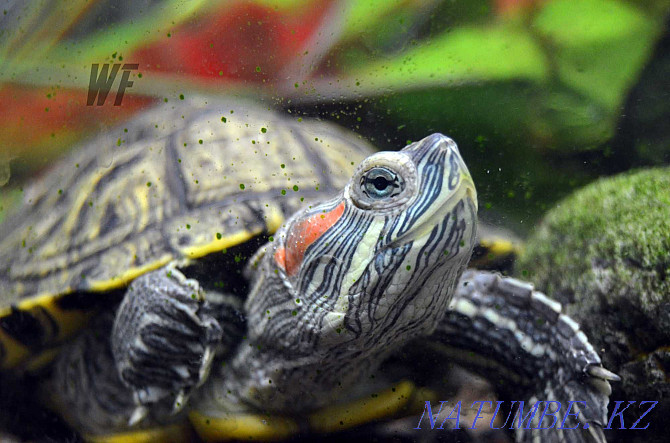 Red-eared turtles - And no, they are not dwarf in any way. They need care Shymkent - photo 2
